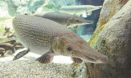 新闻爆料鳄雀鳝视频大全,惊现水中霸主！鳄雀鳝视频大全揭秘神秘生物